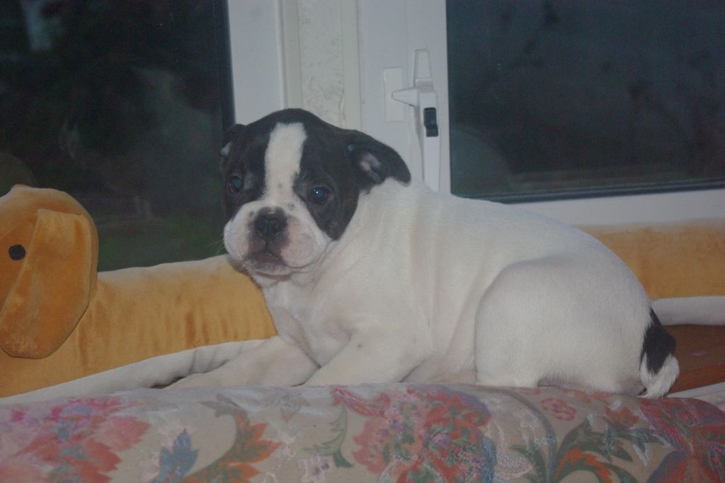 images/contenu/Chiots/Bouledogue/002/7-bouledogue_franais_16.jpg
