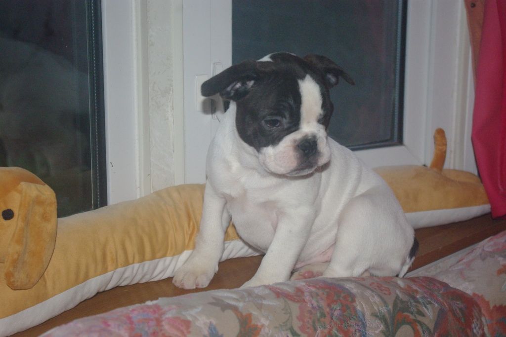 images/contenu/Chiots/Bouledogue/002/7-bouledogue_franais_19.jpg
