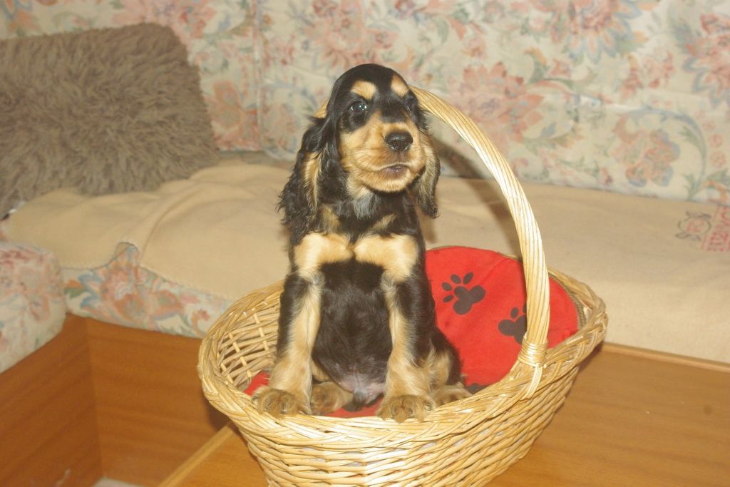 images/contenu/Chiots/Cocker/003/7-cocker_anglais_7.jpg