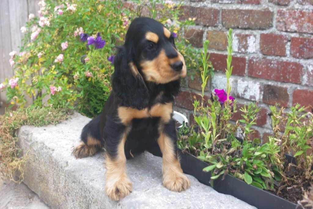 images/contenu/Chiots/Cocker/003/7-cocker_anglais_8.jpg