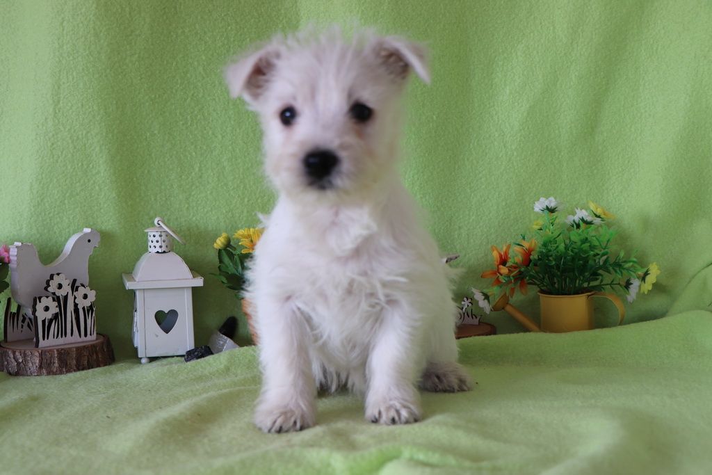 images/contenu/Chiots/westie/002/8-westie_7.jpg