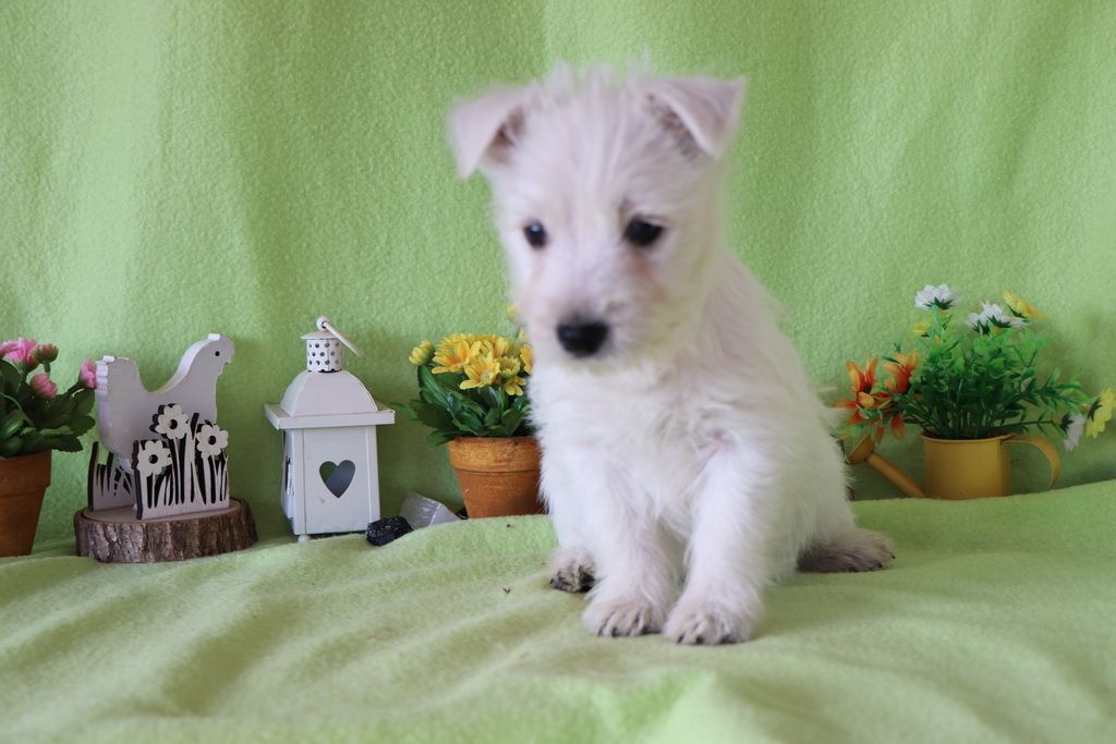 images/contenu/Chiots/westie/002/8-westie_8.jpg