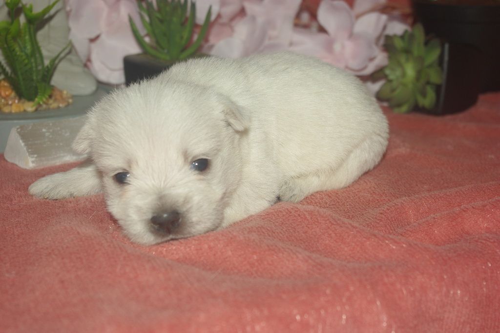 Les Chiens de la Bistade - westie 002