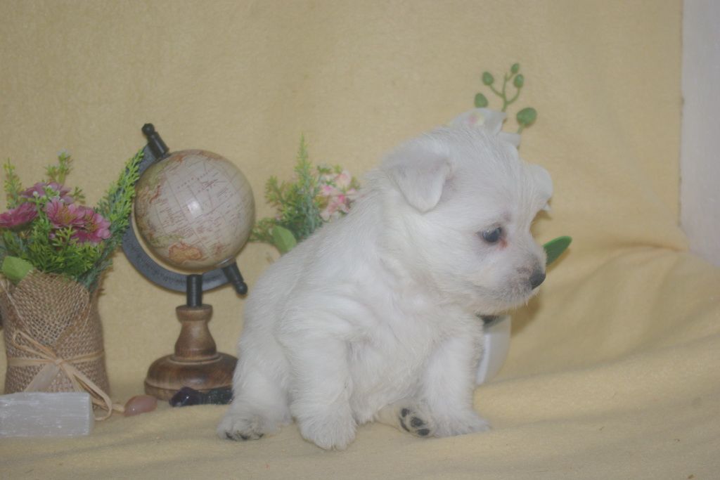 images/contenu/Chiots/westie/001/9-westie_5.jpg