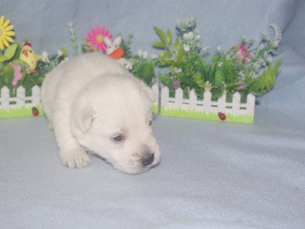 images/contenu/Chiots/westie/004/westie_002_8.jpg