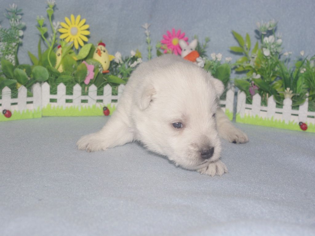 images/contenu/Chiots/westie/004/westie_002_9.jpg