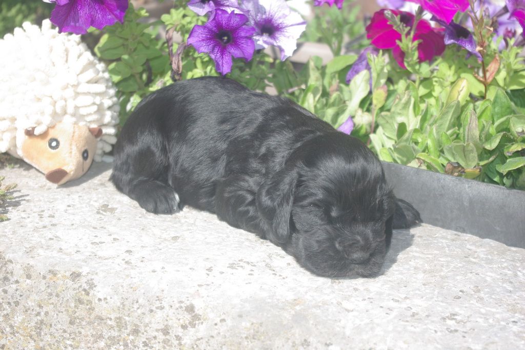 images/contenu/Chiots/Cocker/005/8-cocker_anglais_4.jpg
