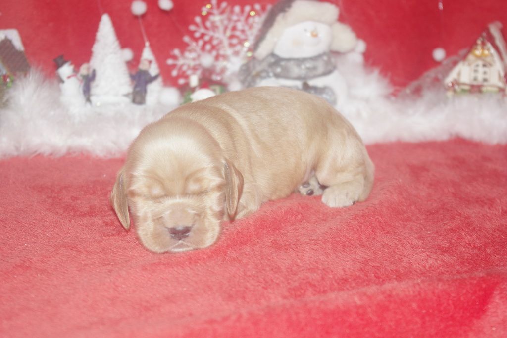images/contenu/Chiots/Cocker/005/9-cocker_anglais_1.jpg