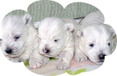 images/contenu/Chiots/westie/pasdechiots/westies_2.png