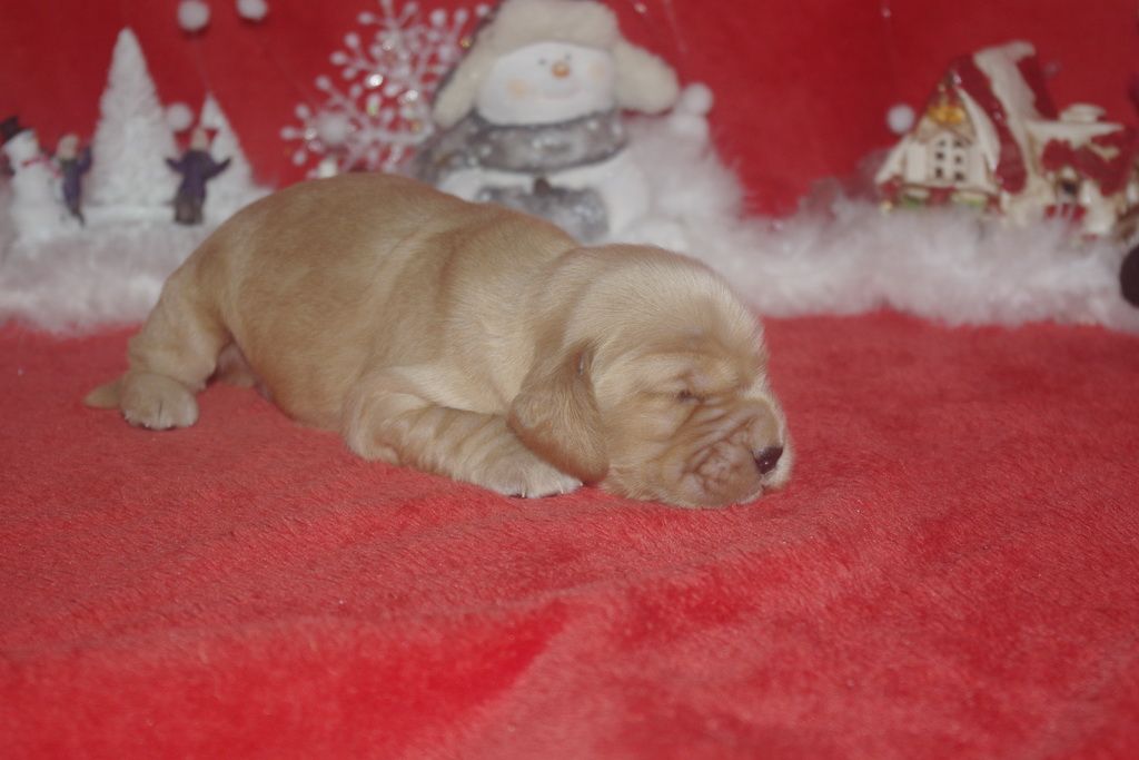 images/contenu/Chiots/Cocker/005/9-cocker_anglais_3.jpg