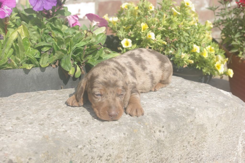 images/contenu/Chiots/teckel/003/9-teckel_12.jpg