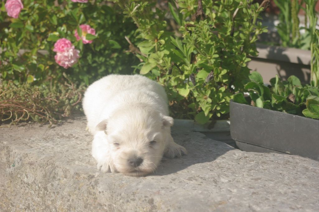 Les Chiens de la Bistade - westie 003