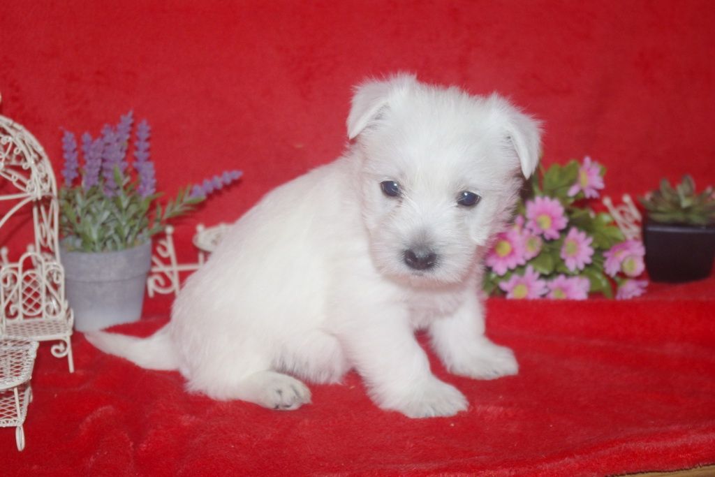images/contenu/Chiots/westie/005/westie_001_8.jpg
