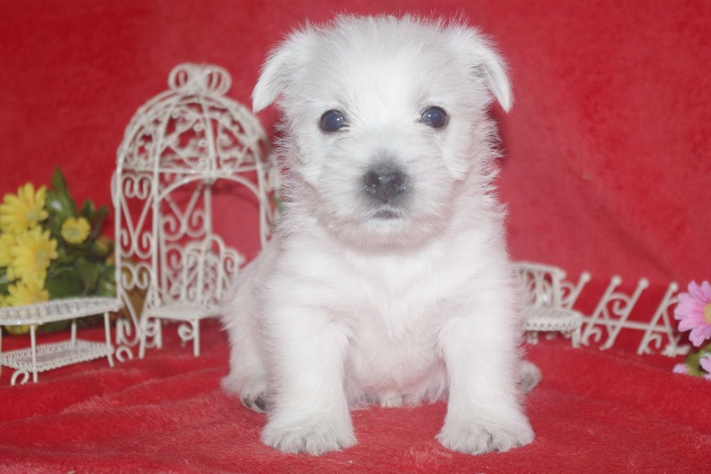 images/contenu/Chiots/westie/005/westie_001_9.jpg