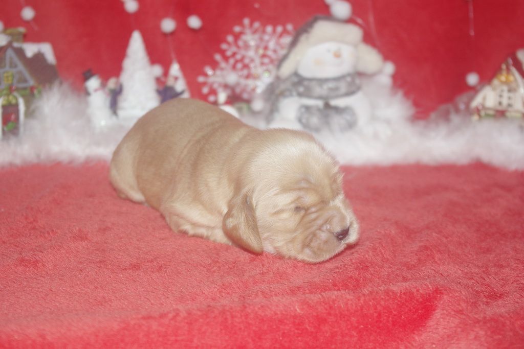 images/contenu/Chiots/Cocker/005/9-cocker_anglais_7.jpg