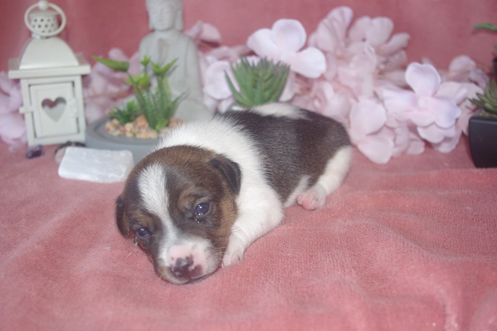 Les Chiens de la Bistade - jack russel 005