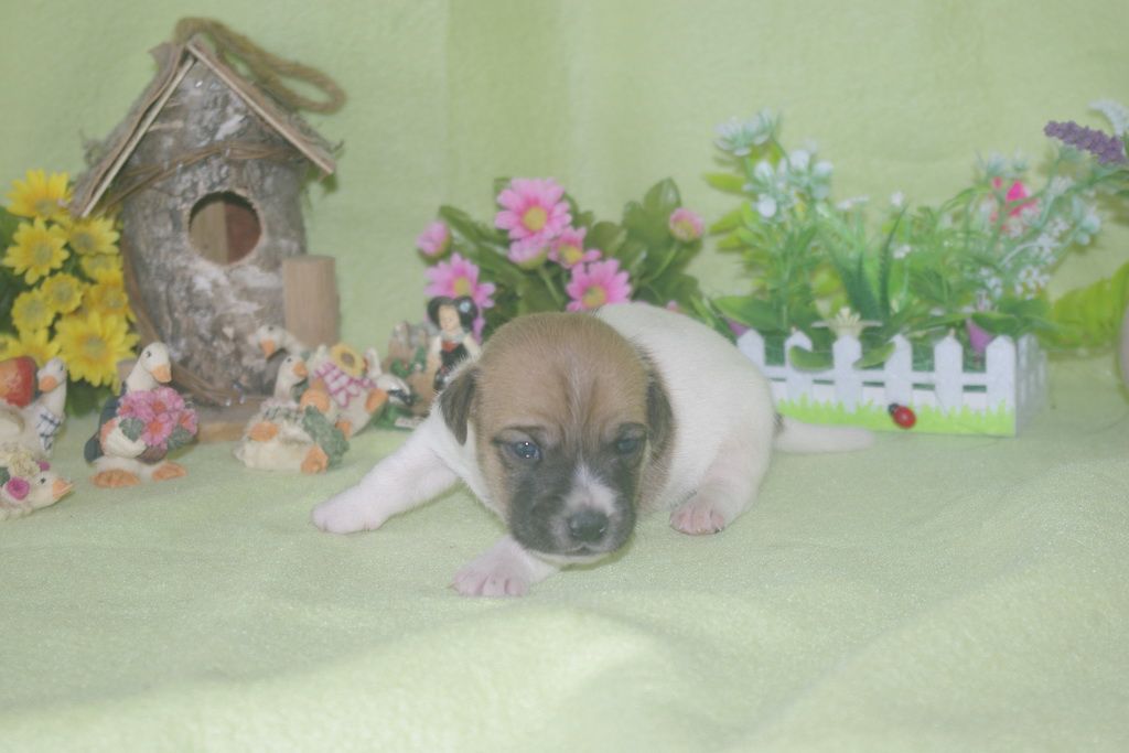 images/contenu/Chiots/jackrussel/002/jack_russel_0002_9.jpg