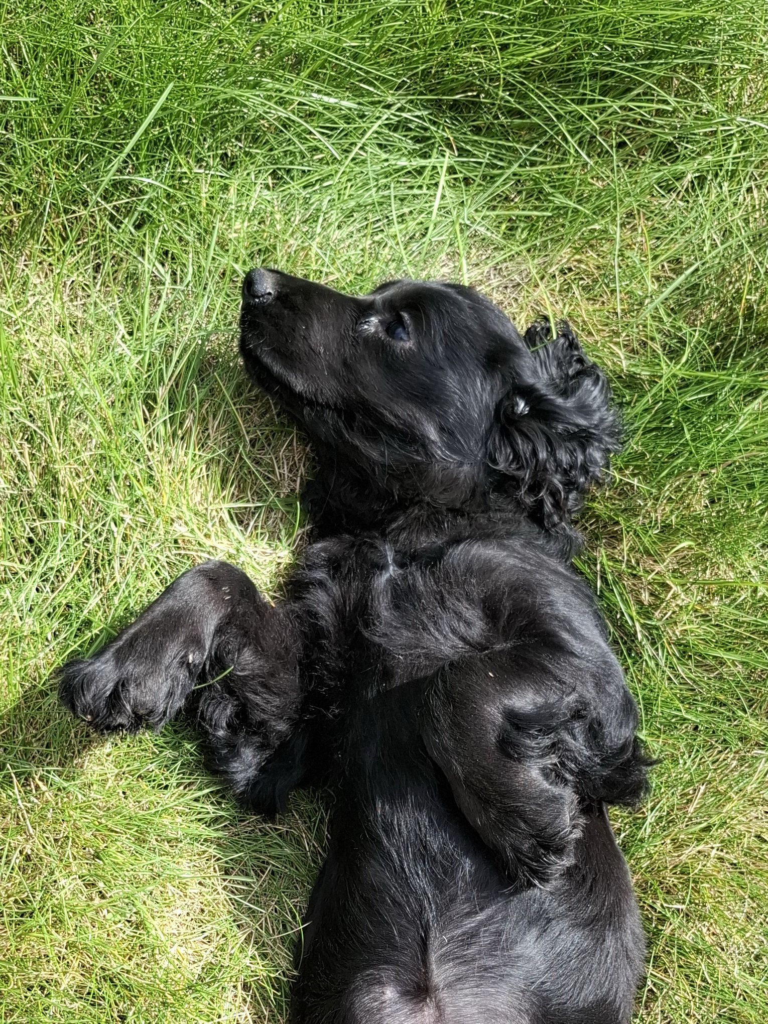 images/contenu/Chiots/Cocker/003/8-cocker_anglais_10.jpg