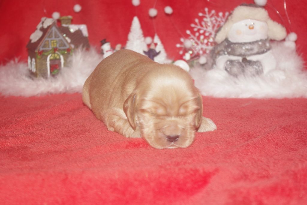 images/contenu/Chiots/Cocker/005/9-cocker_anglais_6.jpg