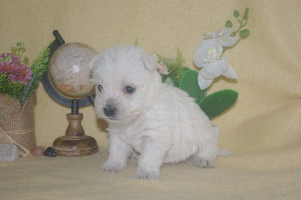 images/contenu/Chiots/westie/004/9-westie_4.jpg