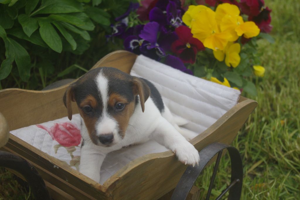 images/contenu/Chiots/jackrussel/010/9_jack_russel_8.jpg