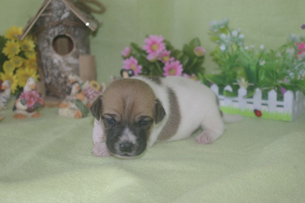 images/contenu/Chiots/jackrussel/002/jack_russel_0002_8.jpg