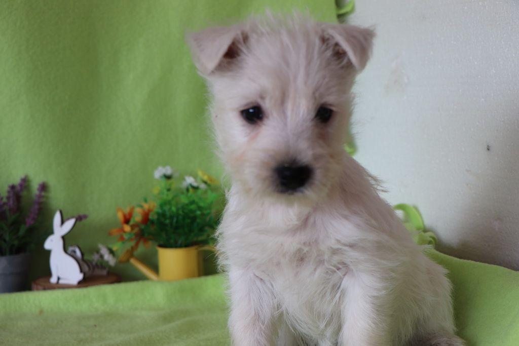 images/contenu/Chiots/westie/002/8-westie_11.jpg