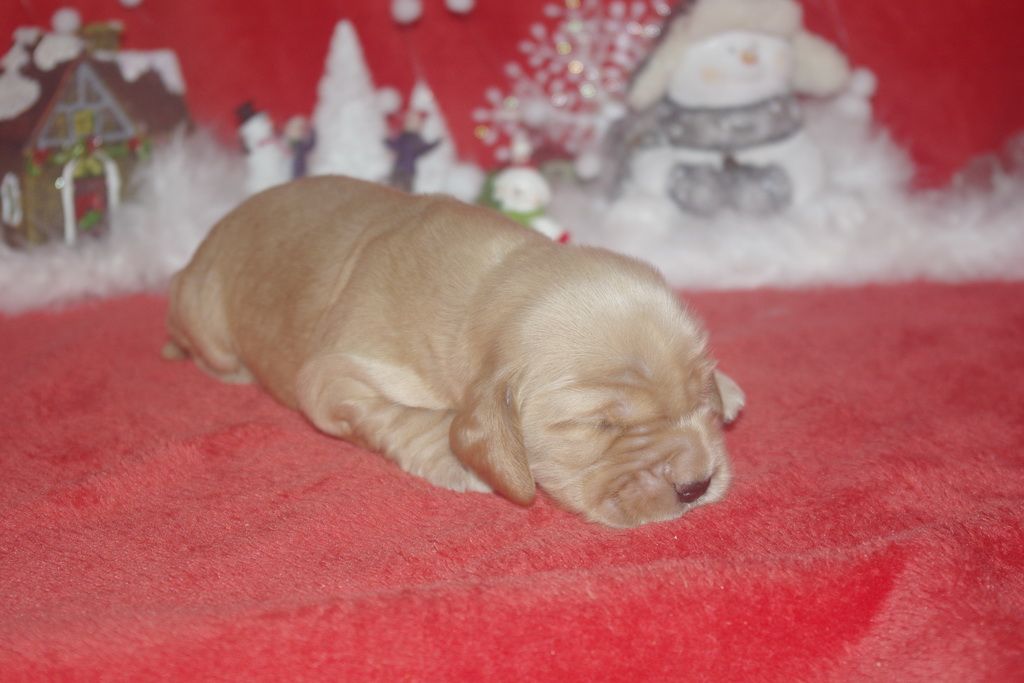 images/contenu/Chiots/Cocker/005/9-cocker_anglais_4.jpg