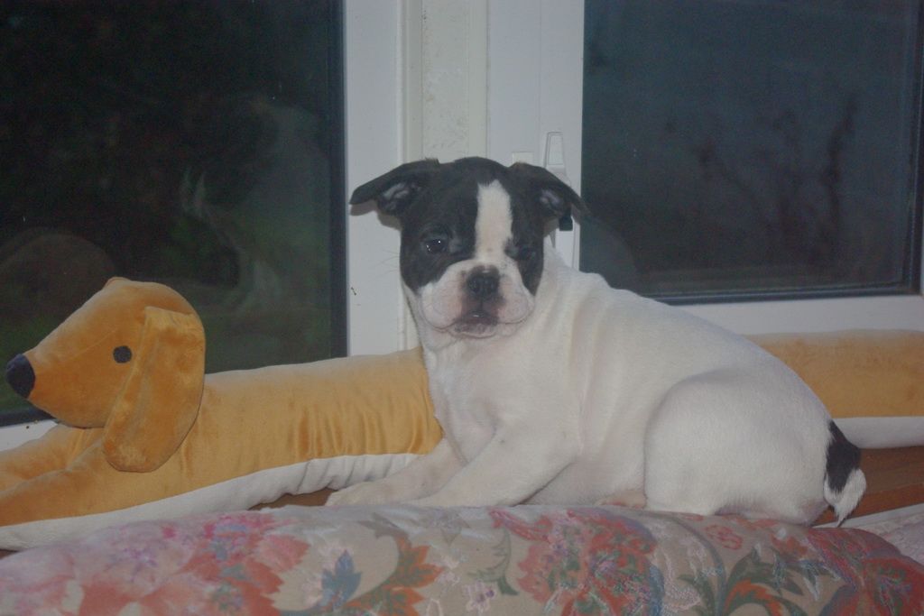 images/contenu/Chiots/Bouledogue/002/7-bouledogue_franais_22.jpg