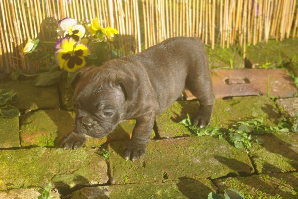 images/contenu/Chiots/Bouledogue/003/9-bouledogue_franais_4.jpg