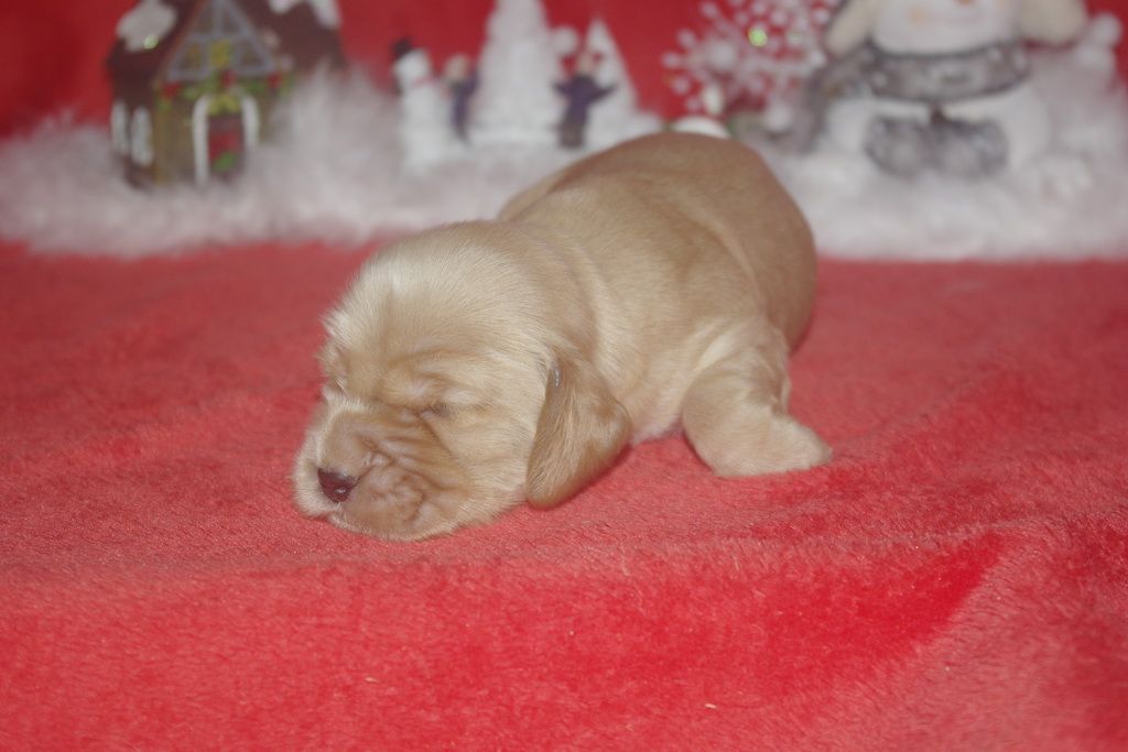 images/contenu/Chiots/Cocker/005/9-cocker_anglais_5.jpg