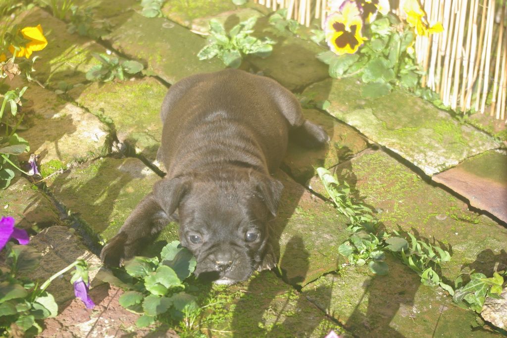 images/contenu/Chiots/Bouledogue/003/9-bouledogue_franais_11.jpg