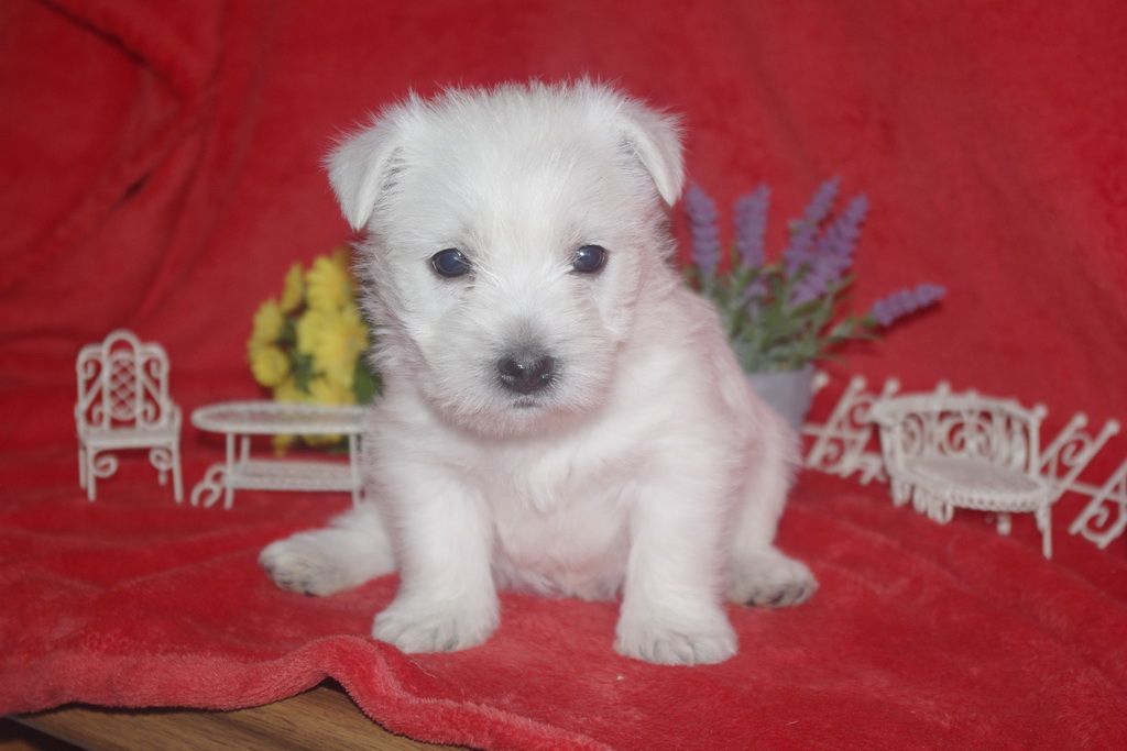 images/contenu/Chiots/westie/005/westie_001_5.jpg