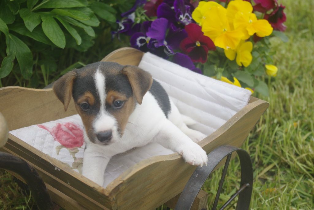 images/contenu/Chiots/jackrussel/010/9_jack_russel_1.jpg