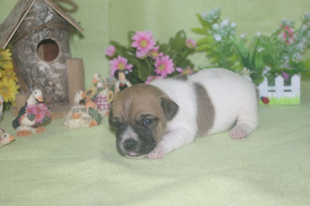 images/contenu/Chiots/jackrussel/002/jack_russel_0002_1.jpg