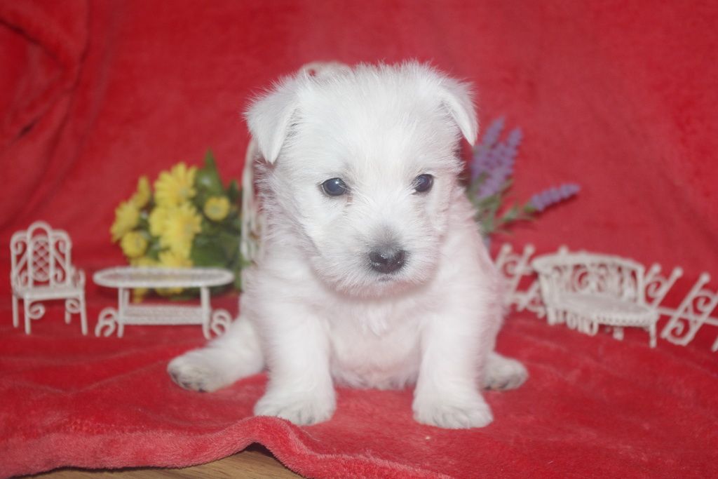 images/contenu/Chiots/westie/005/westie_001_4.jpg