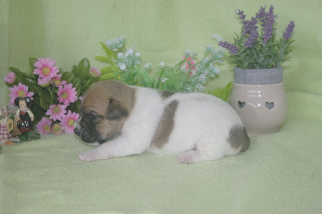 images/contenu/Chiots/jackrussel/002/jack_russel_0002_3.jpg