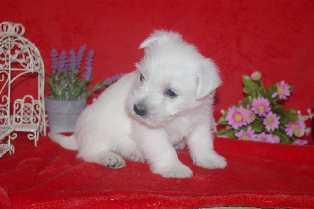 images/contenu/Chiots/westie/005/westie_001_6.jpg