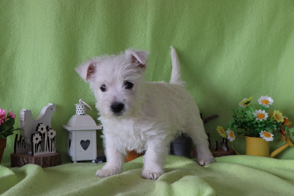 images/contenu/Chiots/westie/004/8-westie_6.jpg