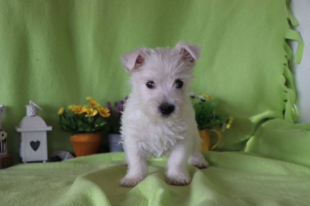 images/contenu/Chiots/westie/004/8-westie_9.jpg