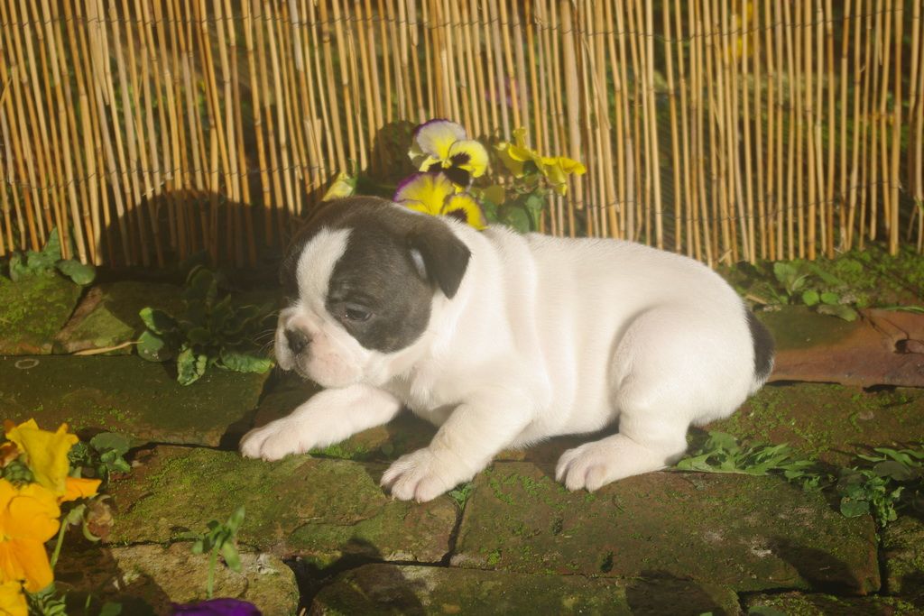images/contenu/Chiots/Bouledogue/002/9-bouledogue_franais_2.jpg