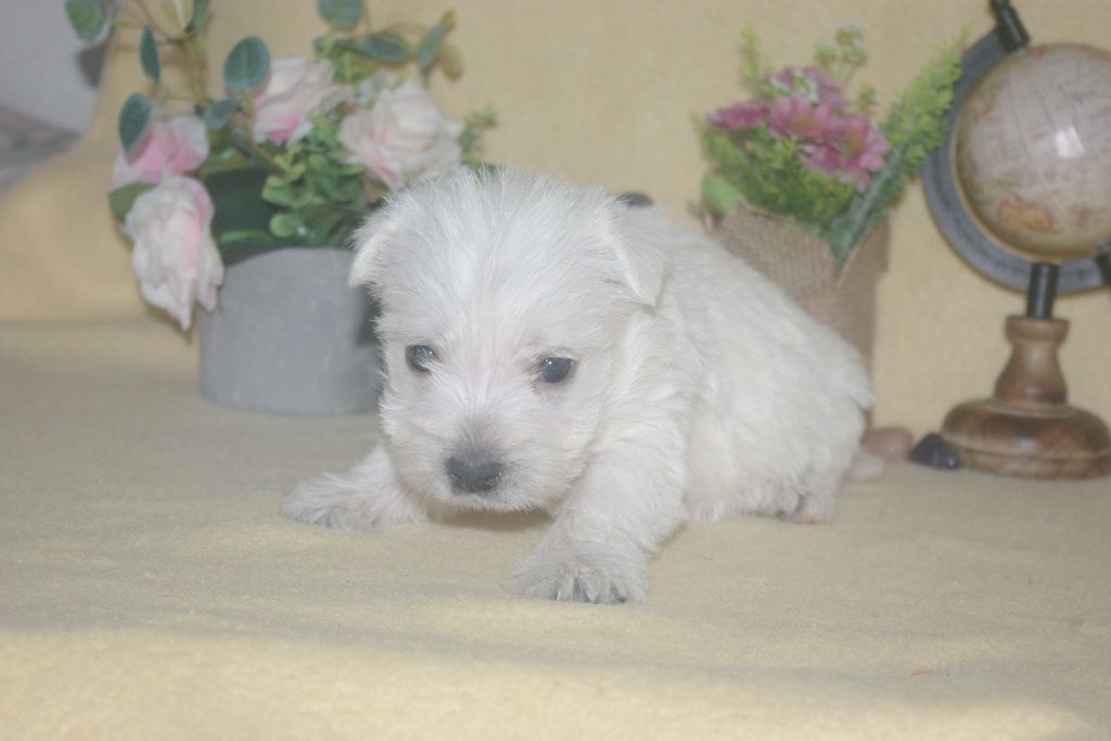 images/contenu/Chiots/westie/003/9-westie_15.jpg