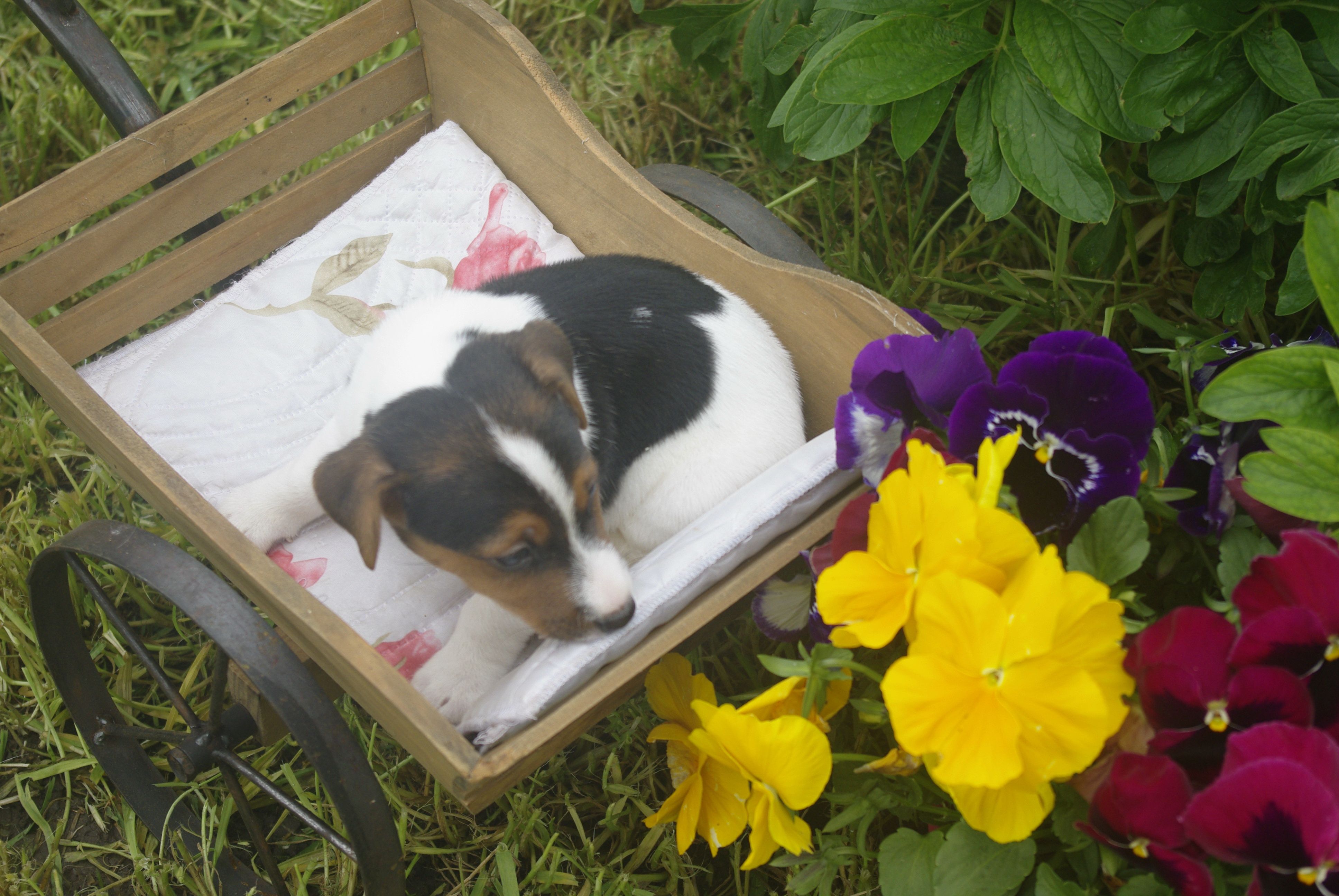 images/contenu/Chiots/jackrussel/010/9_jack_russel_2.jpg