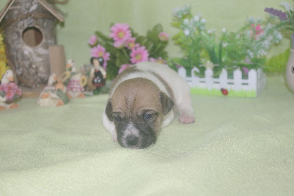 images/contenu/Chiots/jackrussel/002/jack_russel_0002_2.jpg