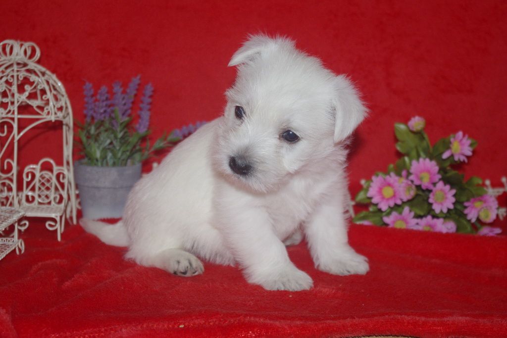 images/contenu/Chiots/westie/005/westie_001_7.jpg