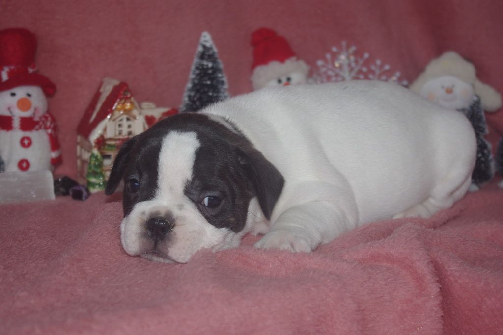 images/contenu/Chiots/Bouledogue/002/8-bouledogue_franais_5.jpg