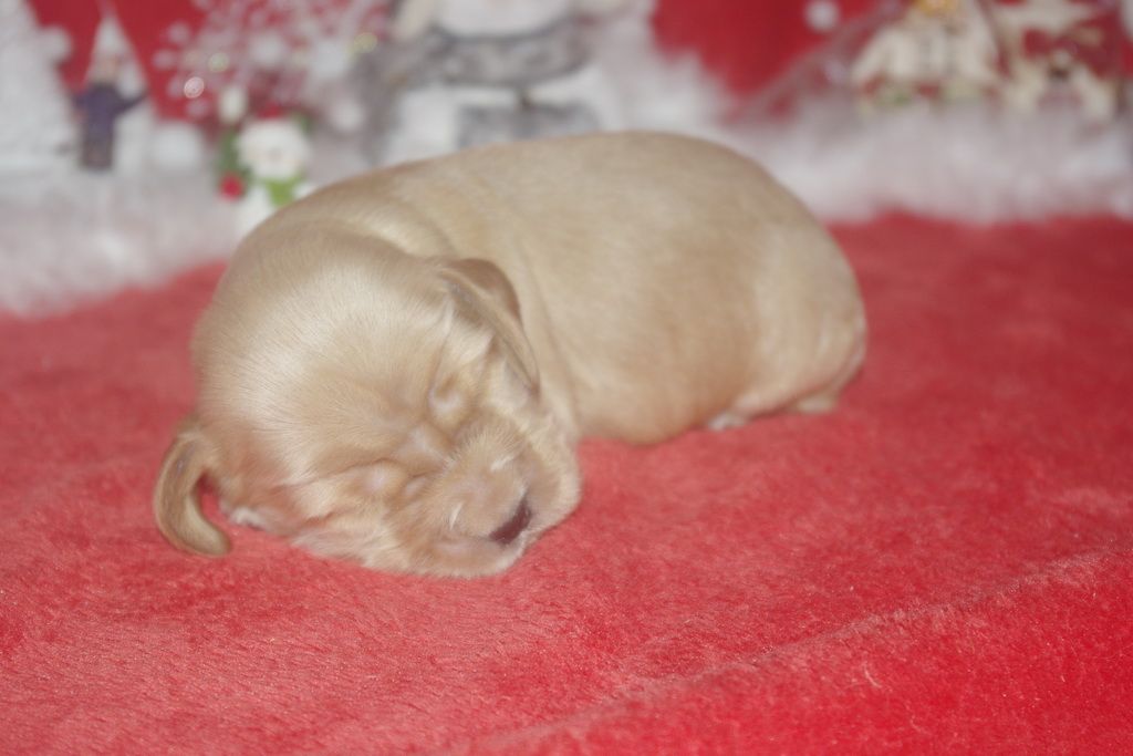images/contenu/Chiots/Cocker/005/9-cocker_anglais_9.jpg