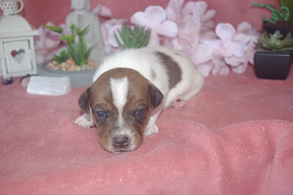 images/contenu/Chiots/jackrussel/003/9-jack_russel_16.jpg
