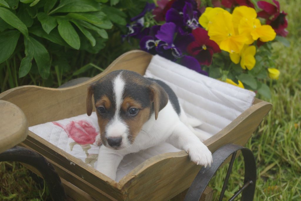 images/contenu/Chiots/jackrussel/010/9_jack_russel_7.jpg