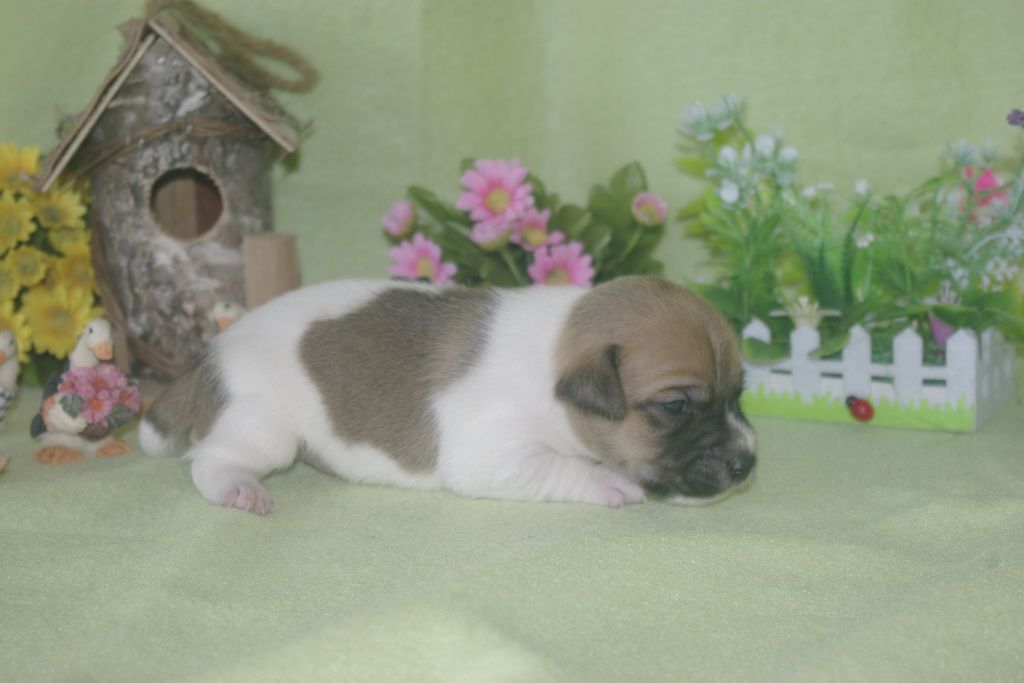 images/contenu/Chiots/jackrussel/002/jack_russel_0002_7.jpg